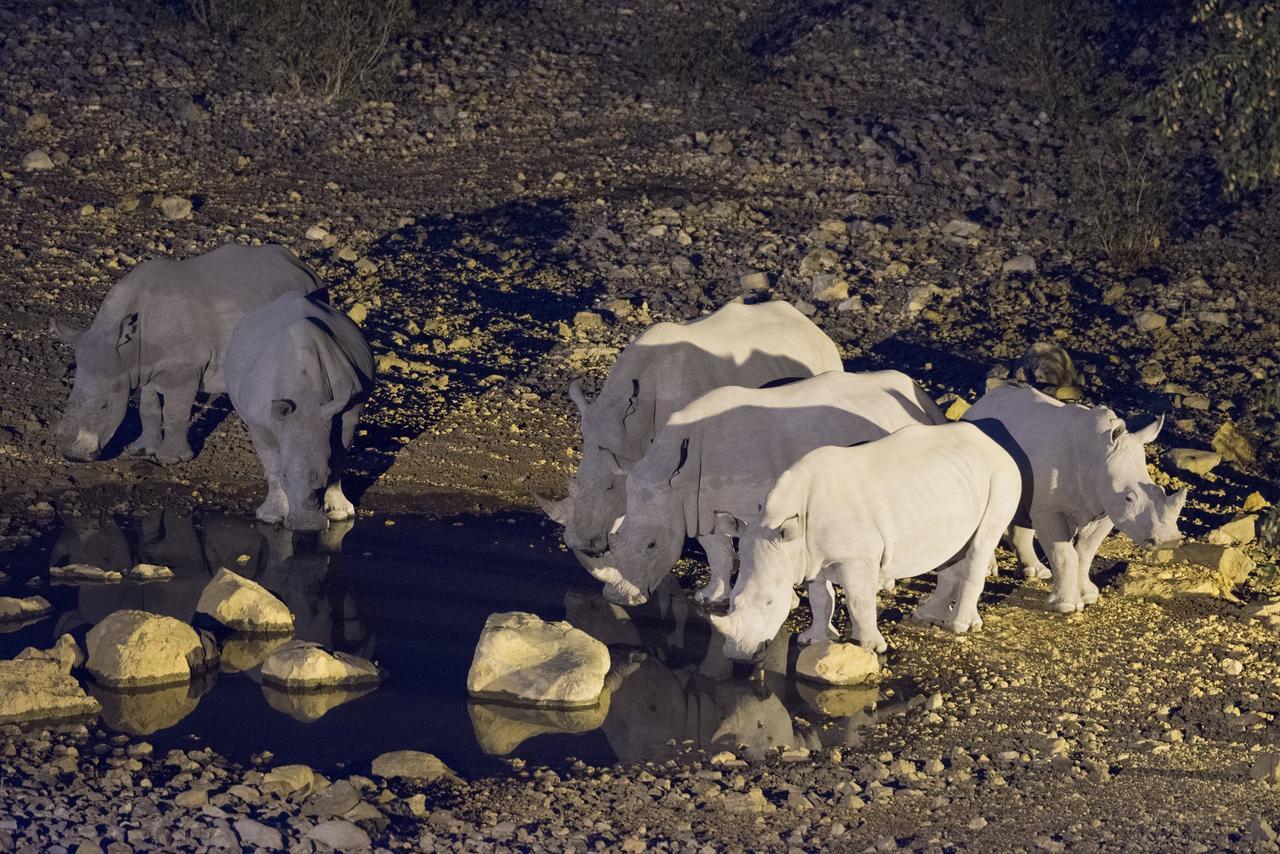 Ongava Lodge أوكاوكويجو المظهر الخارجي الصورة